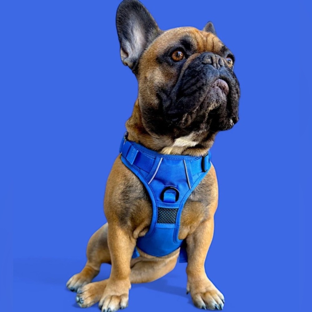 🦋B2G1🦋BEAST & BUCKLE Blue No Pull Harness & Leash Set | SMALL | - Picture 2 of 12